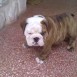 cachorro bulldog