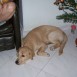 navidad con mi perro