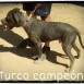 PITBULL ADOPCION