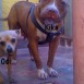 mis perros