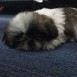Mi Chuchi