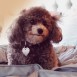 Mi Niña bonita- Canichita-toy Poodle 