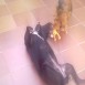 Juguetonas