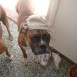 Nuestra familia boxer