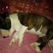 mi cachorrito bull terrier