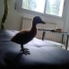 paco/ducka