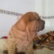 shar pei 350 €