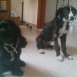 Perritos