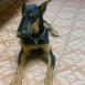 doberman 2012