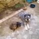 mis perros