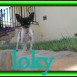 loky