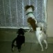 Luka y Shippo