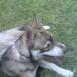 Neron