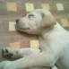 mi madona