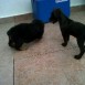 ^^ los cachorros