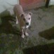 mi perrita