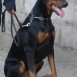 Mateo Doberman