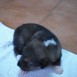 cachorros