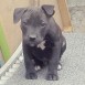 Crixus