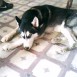 mi lobito