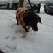 Yoshi en la nieve