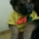 Mii  perrita Niico0L ... =)