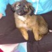 mi perrita