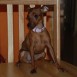 Brida