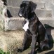 Thor de Cabo Udra con 4 meses