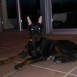 Mis perros