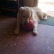 Lolo con su pelota