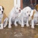 Boxer o Dogo Argentino