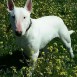 Thor mi Bull terrier