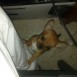 lola