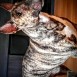 Camada de bull terrier  2017