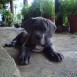 Aquiles