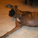 Pancha