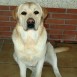 labrador retrieve