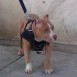 Mi pequeno bull