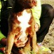 mi gordo