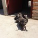 Thai Puppies Mexico