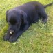 CACHORRO