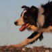 Pastoreo Border Collie La Solanilla