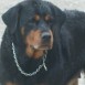 MI ROTTWEILER