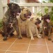 excelentes bullmastiff