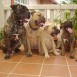 excelentes bullmastiff