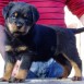 Rottweiler 50 dias hijo de proteus von ninok x zetta von der gopas