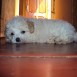 Bruno