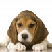 Beagle Maska