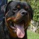 CRIADERO DIDMIESTIS ROTTWEILER